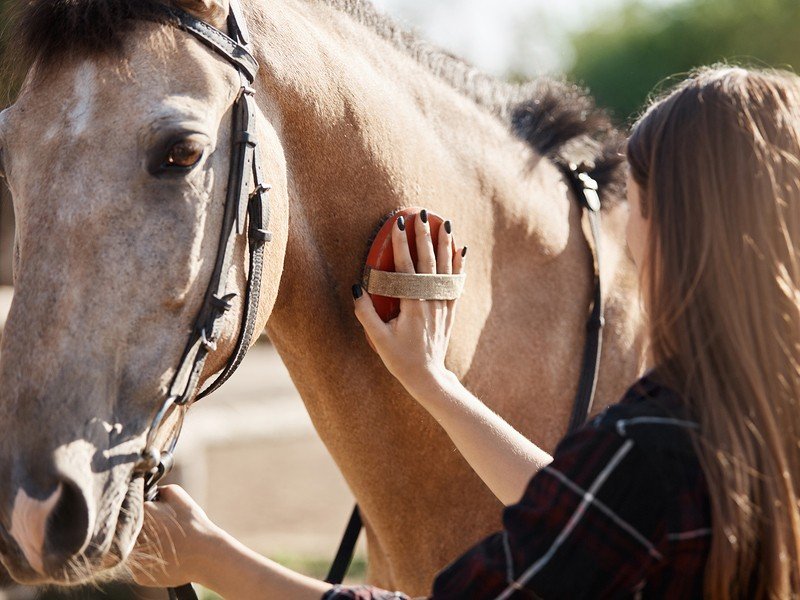 Pet Cleaning Outdoor Shower Bath Brush Dog